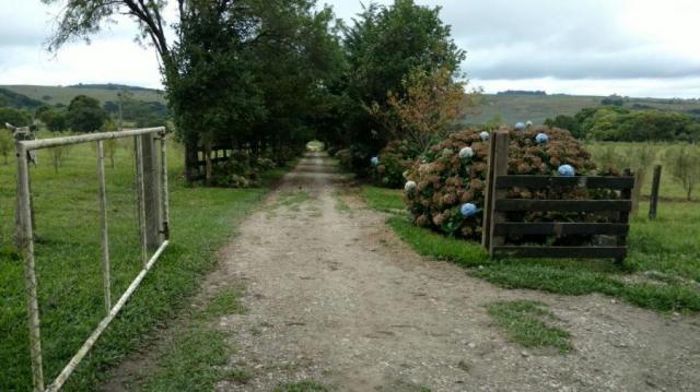 Fazenda para venda em balsa nova, são luiz do puruna 800 m do pedagio, 2 dormitórios, 2 ba - Foto 14