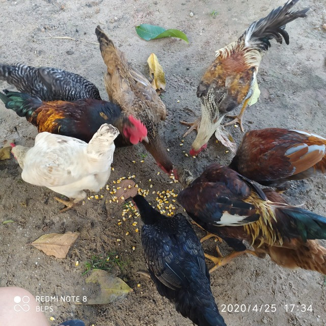 4,42 hectares em Benevides por 250 mil reais porteira fechada - Foto 19