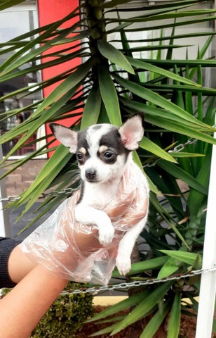 Chihuahua c/ pedigree/vacina + suporte veterinário ligue 11.9.4476.4862 - Foto 2