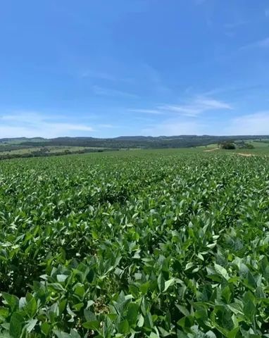 Fazenda de 110 alqueires em Pires do Rio-GO - Foto 3