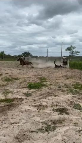 Égua de esquerda! OPORTUNIDADE 