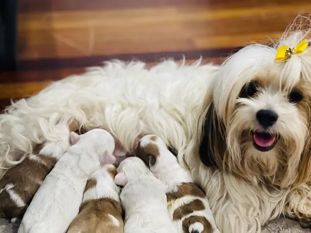 Filhote Lhasa apso mini  - Foto 5