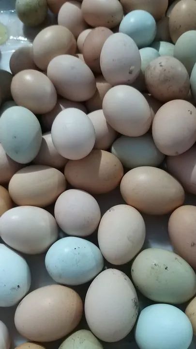 OVOS FRESCOS DE GALINHA CAIPIRA 