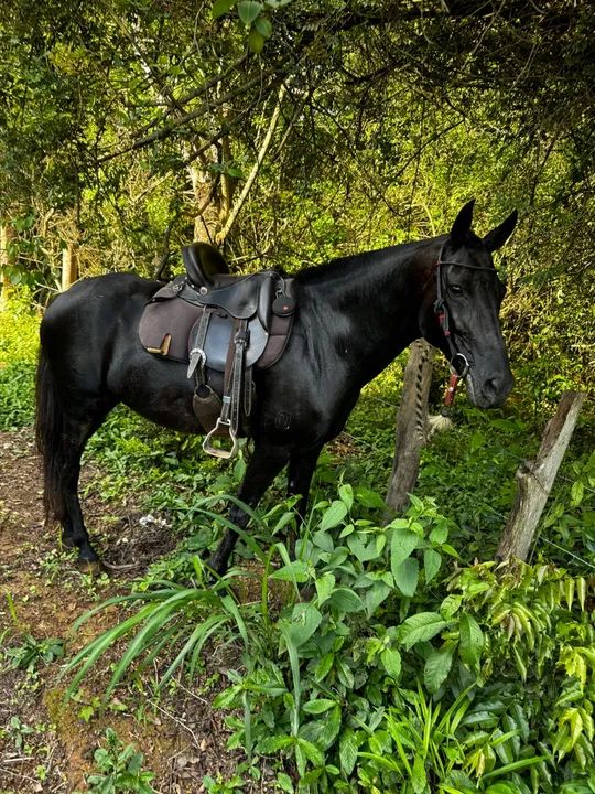 Égua Mangalarga Marchador