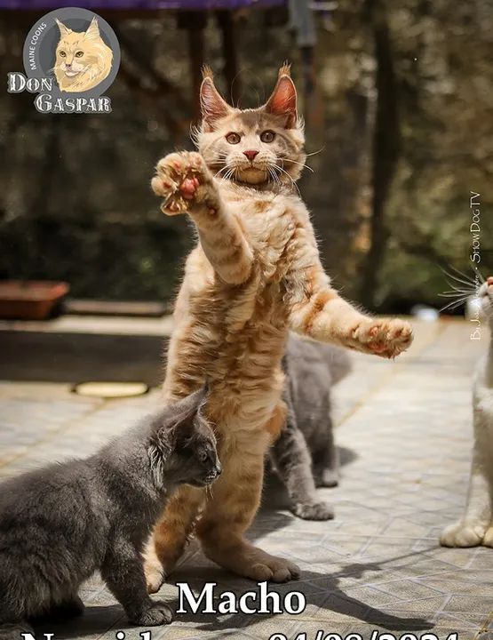 MAINE COONs filhotes (fotos reais) - Foto 5