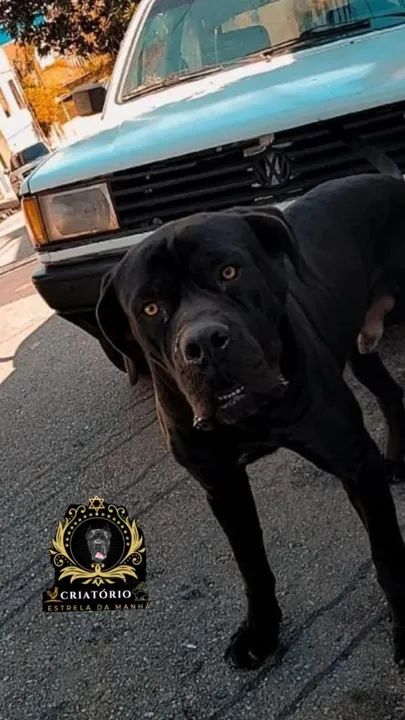 Filhotes de cane corso italiano  - Foto 5