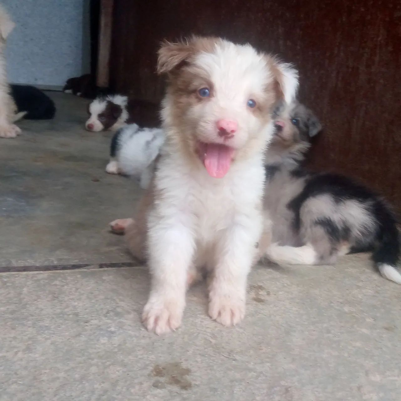 Border collie - Foto 2