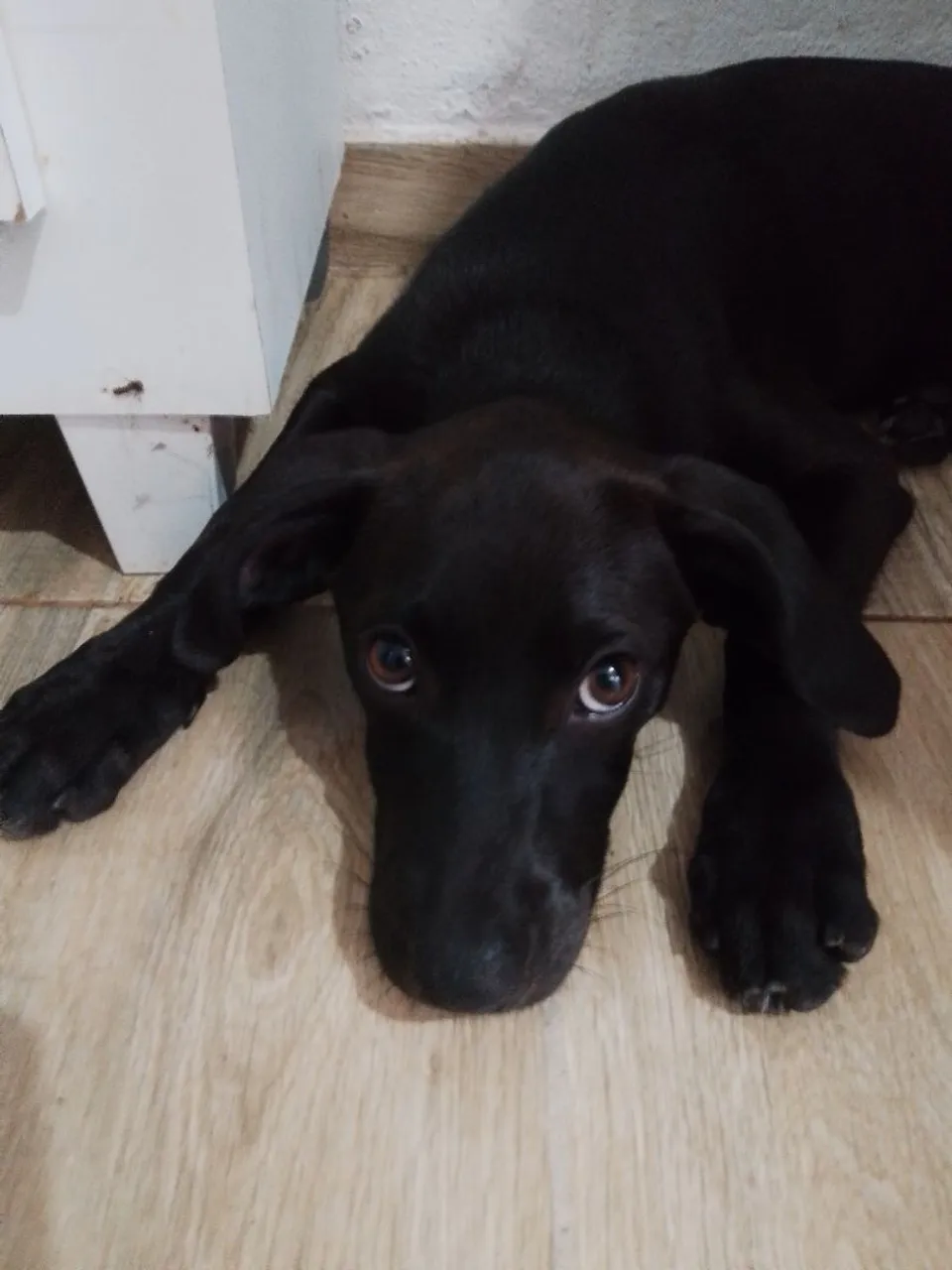 Filhote de Labrador Preto - Lindão!