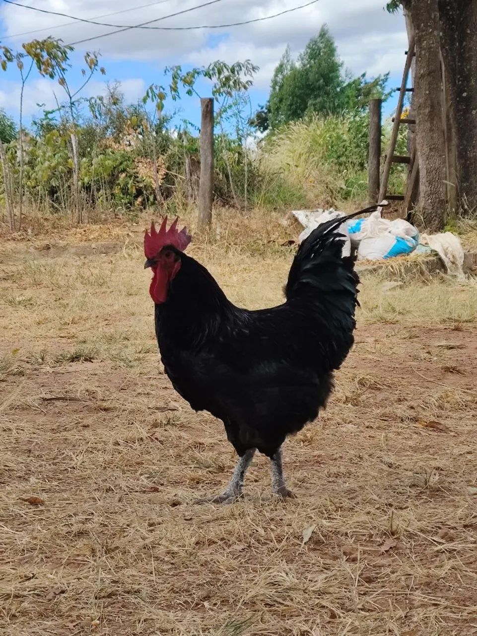 Gigante Negro de Jersey 