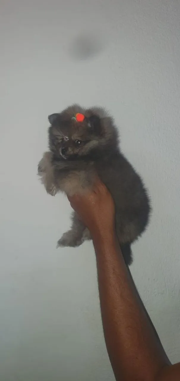 Filhote de Spitz Alemão - Pelúcia em Forma de Cãozinho!
