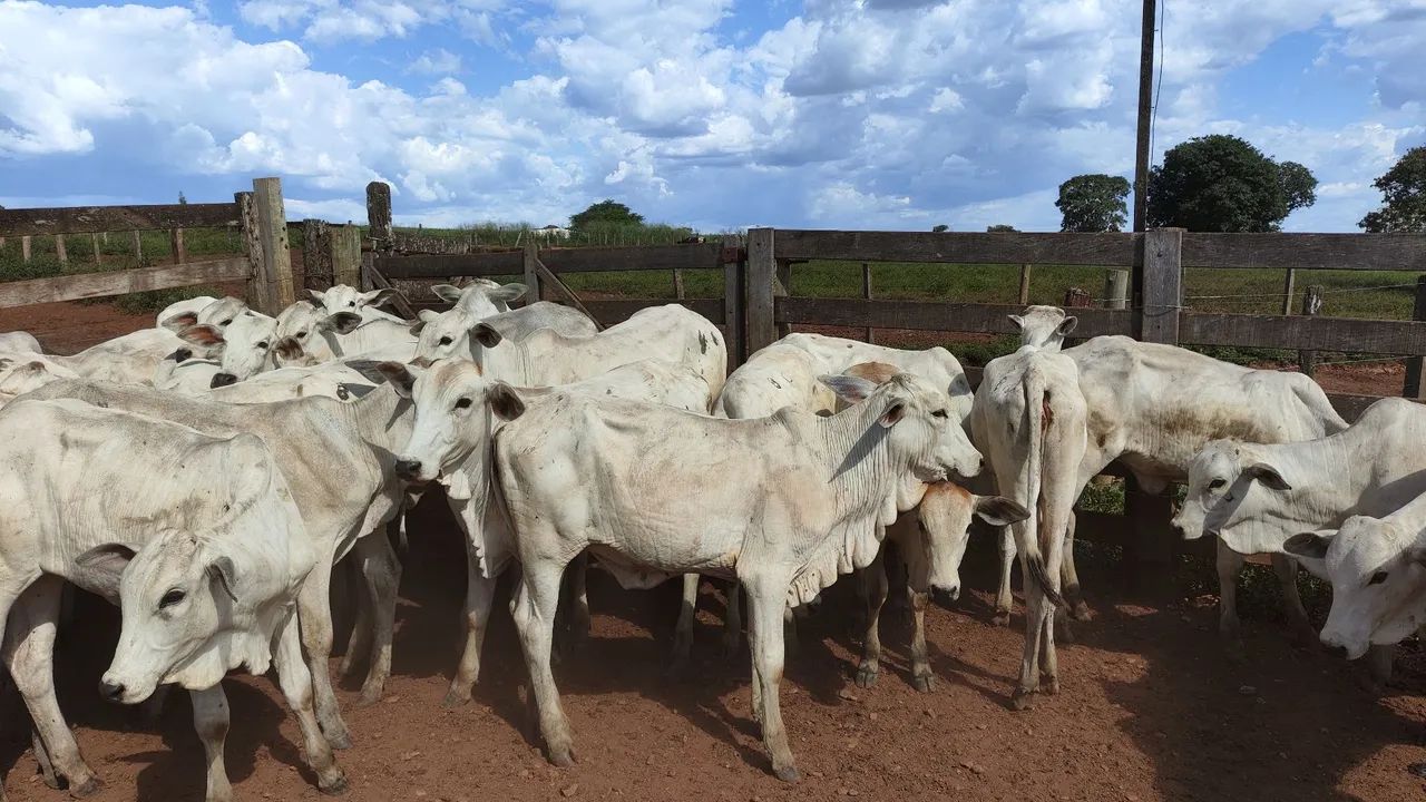Novilhotas nelore Prontos para o Rebanho - Foto 3