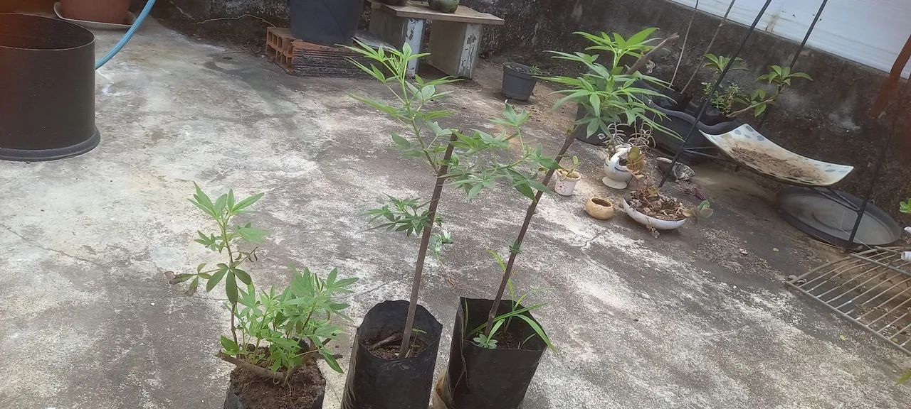 Mudas de  vitex agnus castus - Foto 2