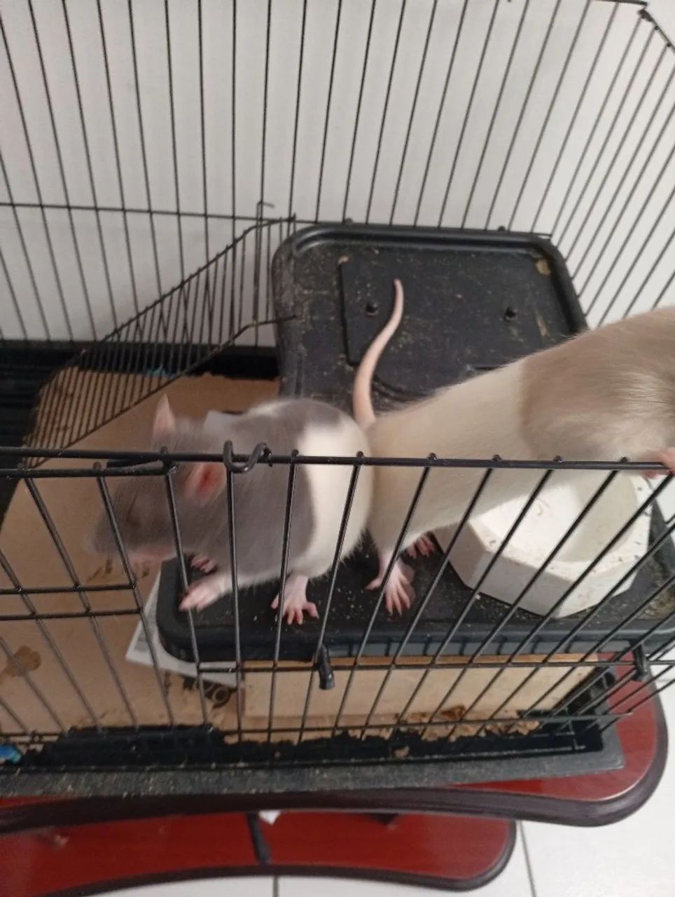 Ratos Twister  - Foto 4