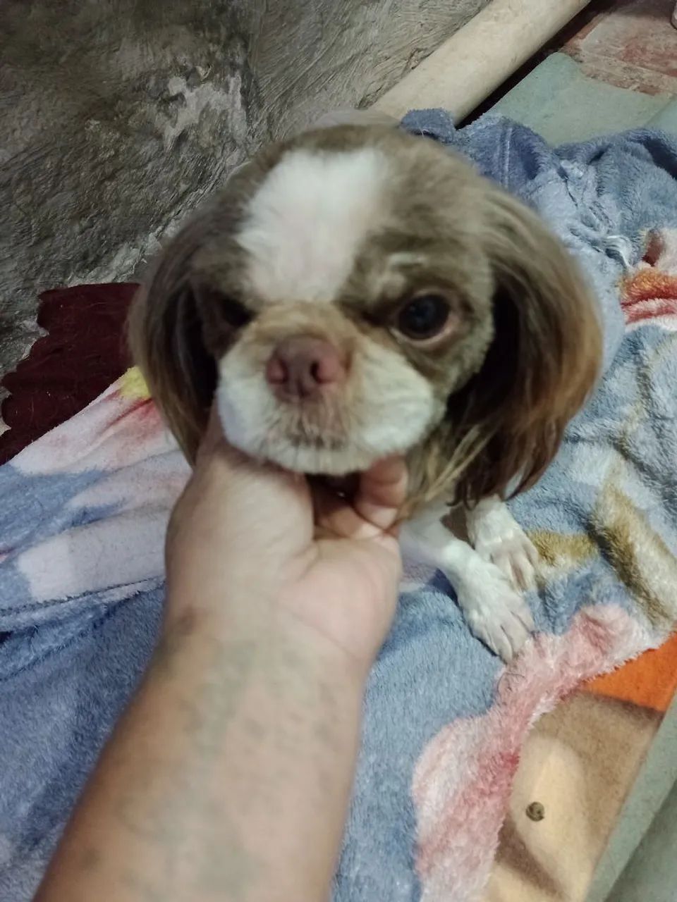 Shihtzu  - Foto 2