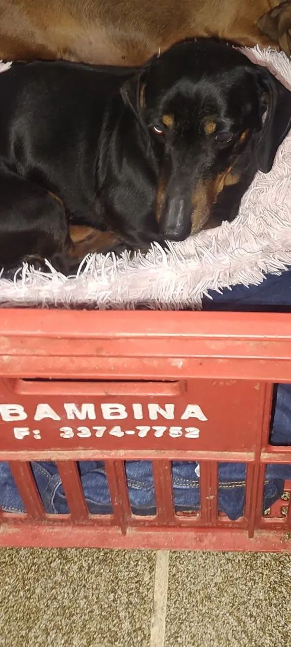 Daschshund (Cofap) Macho para Cruzar - Foto 2