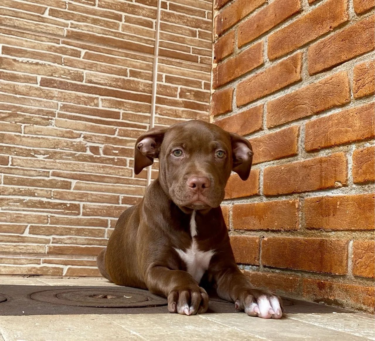 Pitbull Chocolate preço imperdível macho  - Foto 3