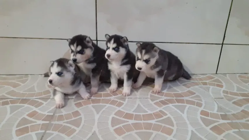 Filhote de husky siberiano 