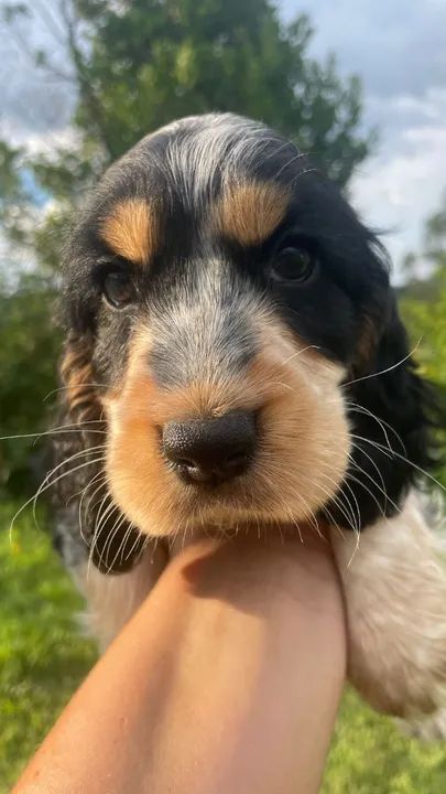 Cocker Spaniel Inglês Vou ser a alegria da casa                   