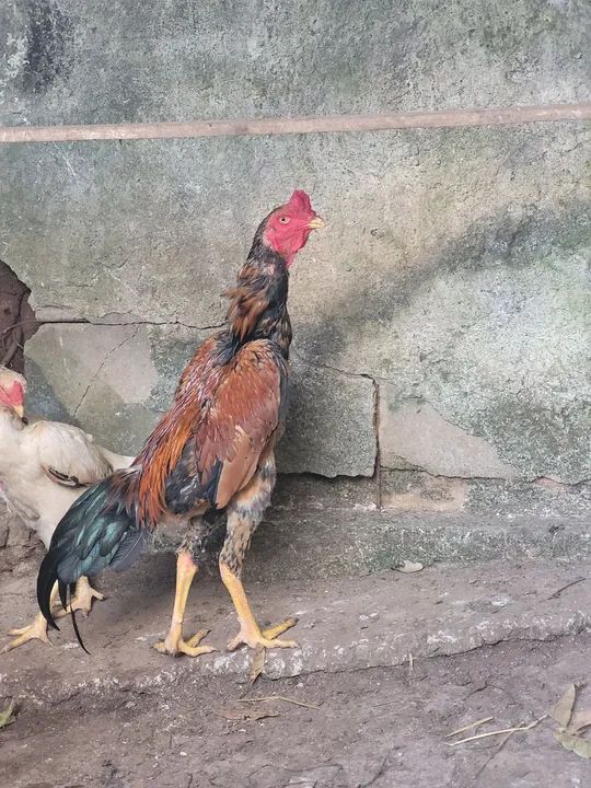 Frango shamo puro de grande porte 