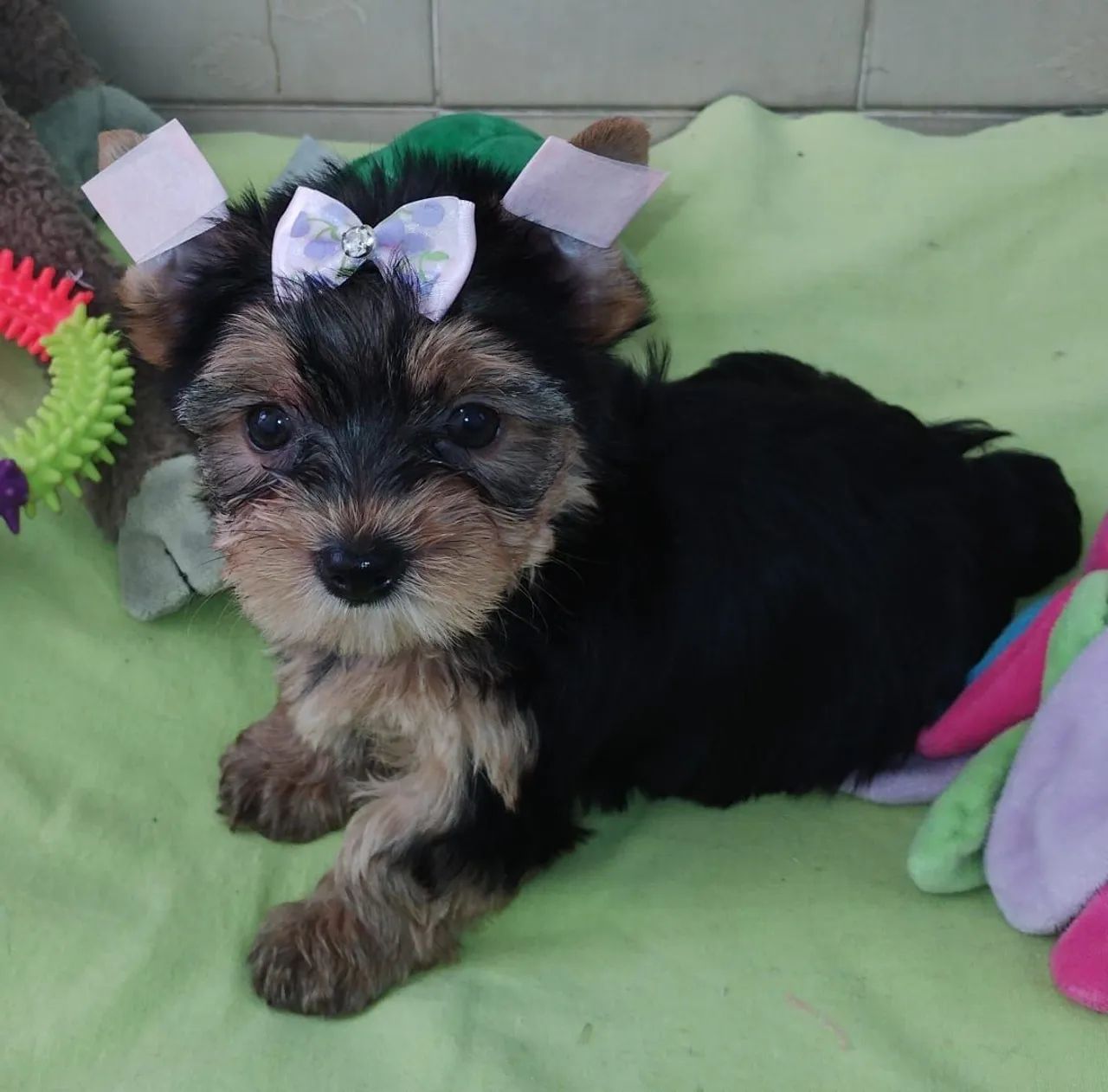 Yorkshire,azul aço e castanho,-linda super carinhosa e super socialável 