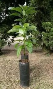 ? Muda de Abacate enxertado - Foto 4