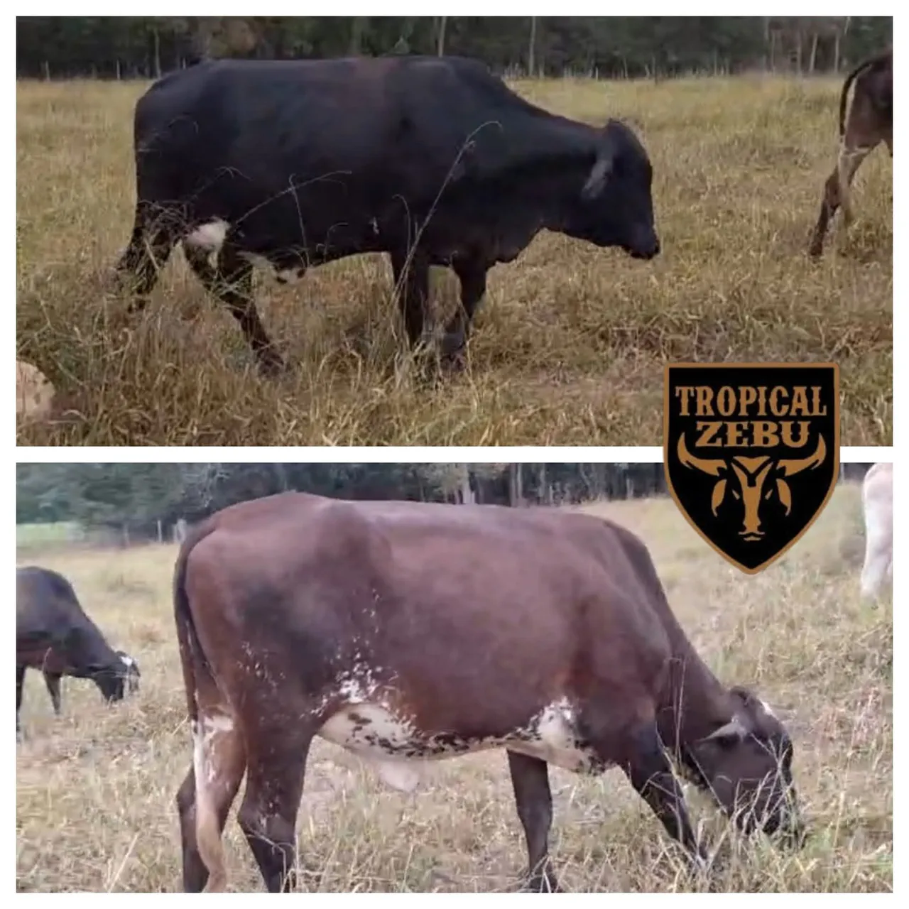 Duas novilhas girolanda prenhas