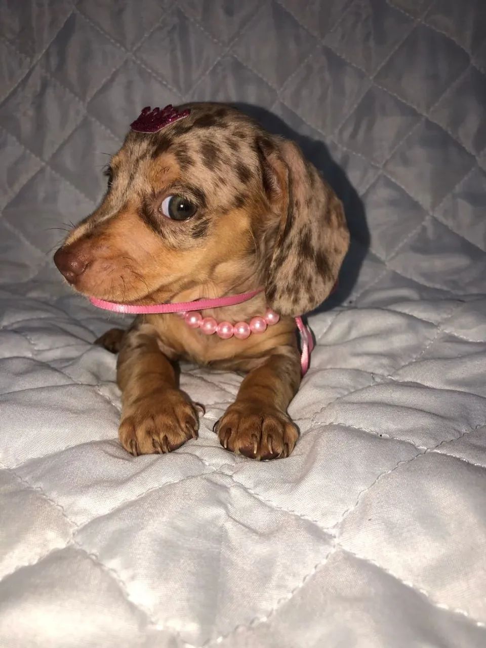 Filhote de Teckel Dachshund,Cofap,Basset, salsicha  - Foto 6