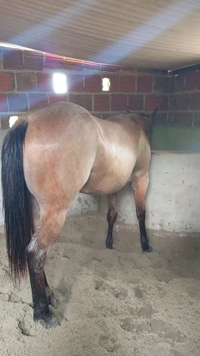 Potra linda QM PO - Foto 5