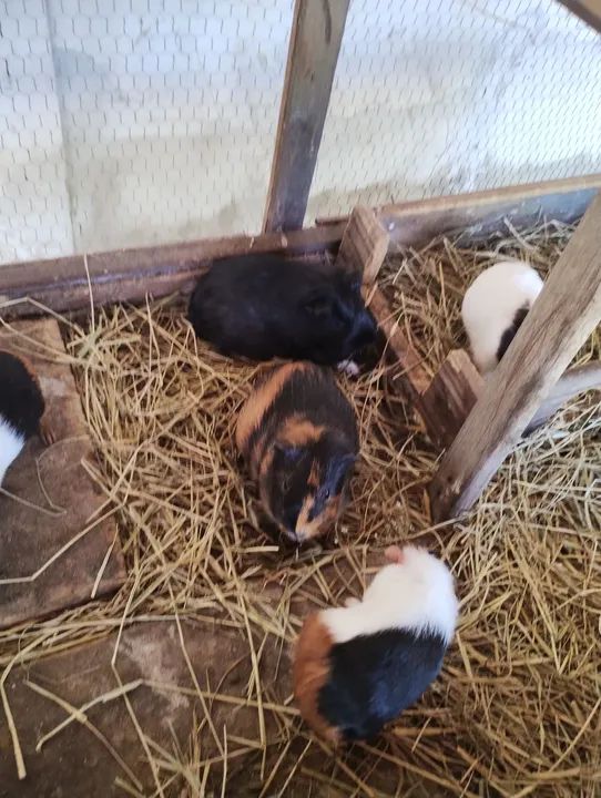 Vendo criação de Porquinho da índia - Foto 5