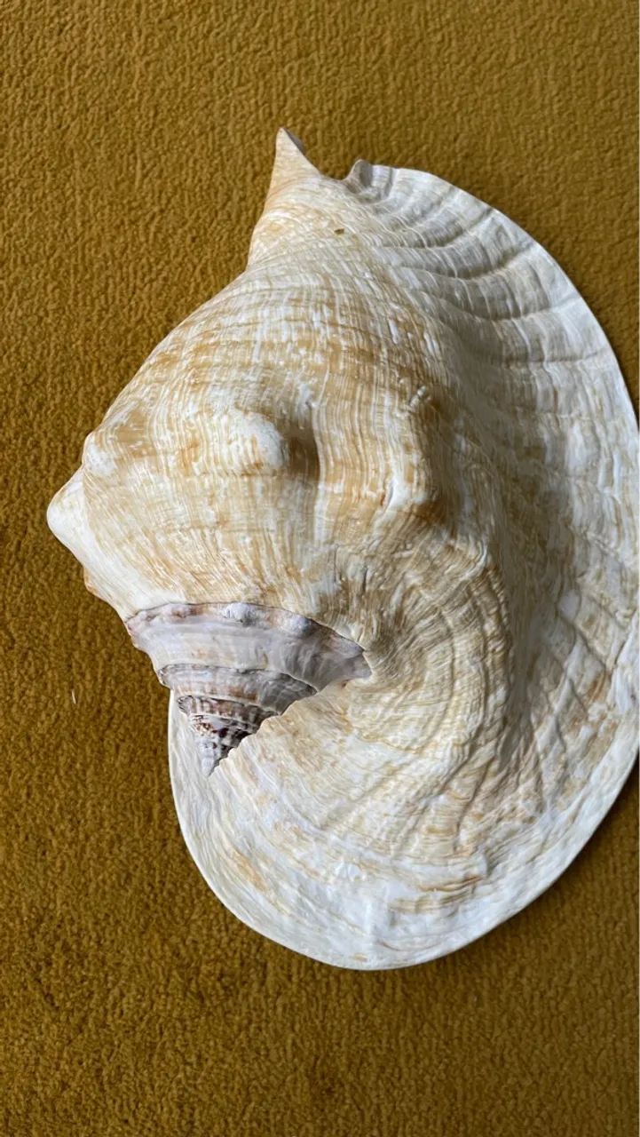 Conchas Do Mar Gigante. - Foto 4