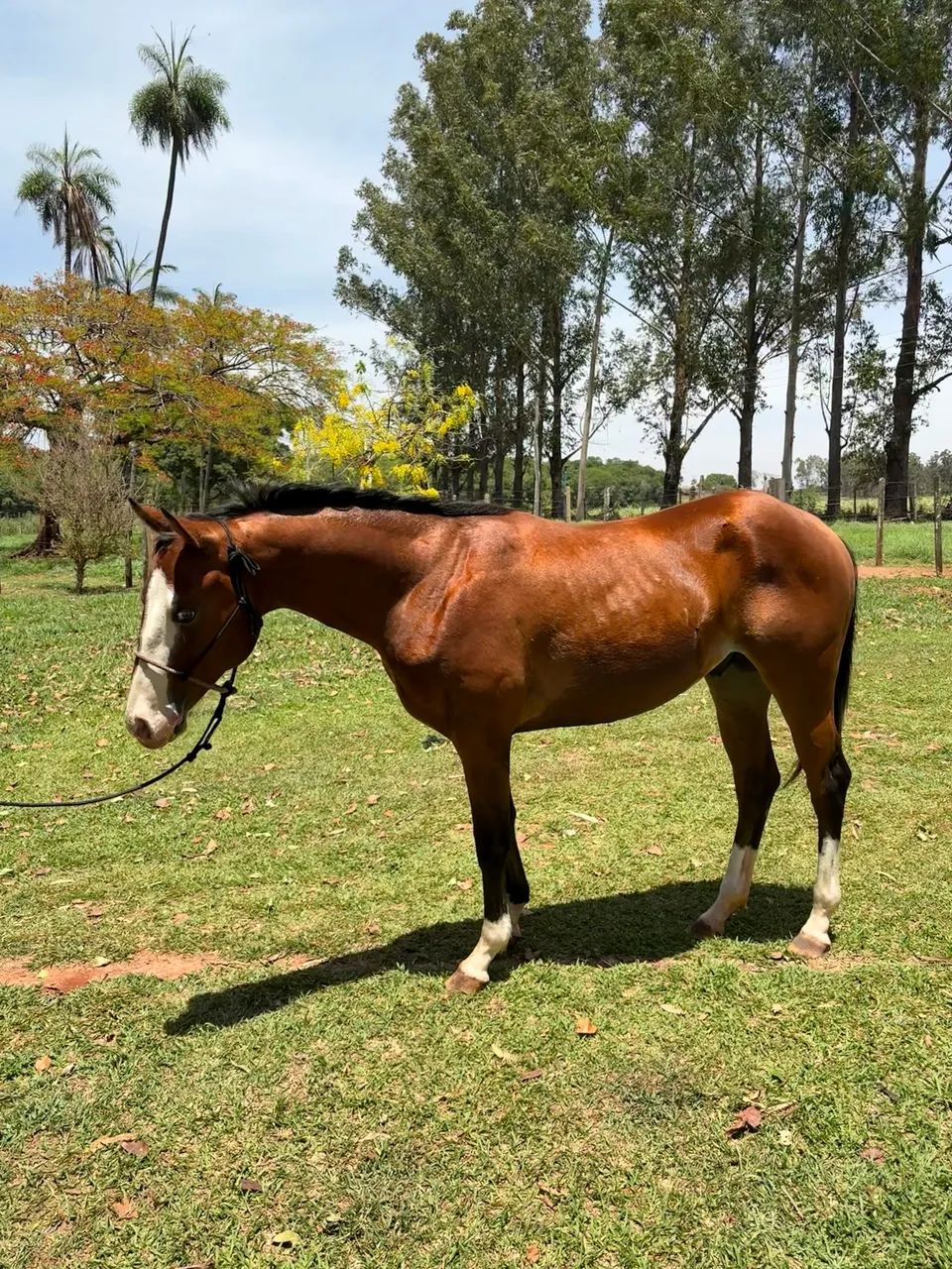 Quarto de Milha Puro