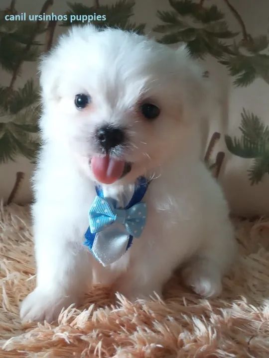 maltes garanta hoje o seu baby face entrega já !