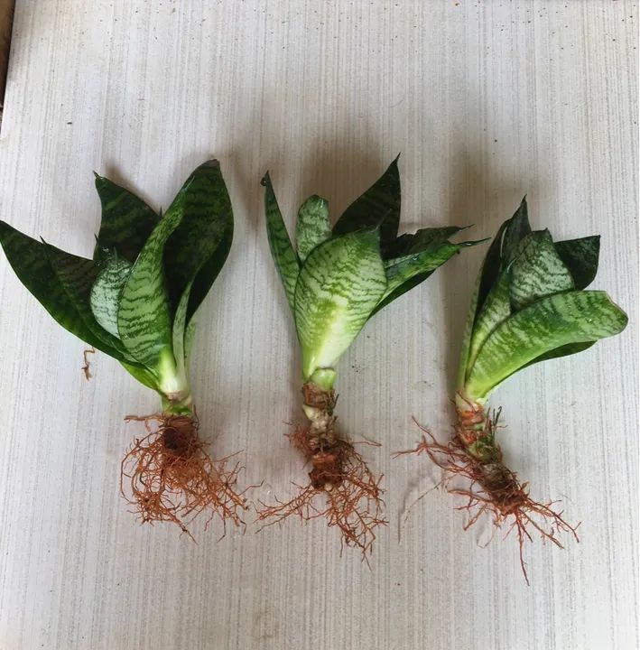 Muda de Espada de São Jorge Mini - Foto 2