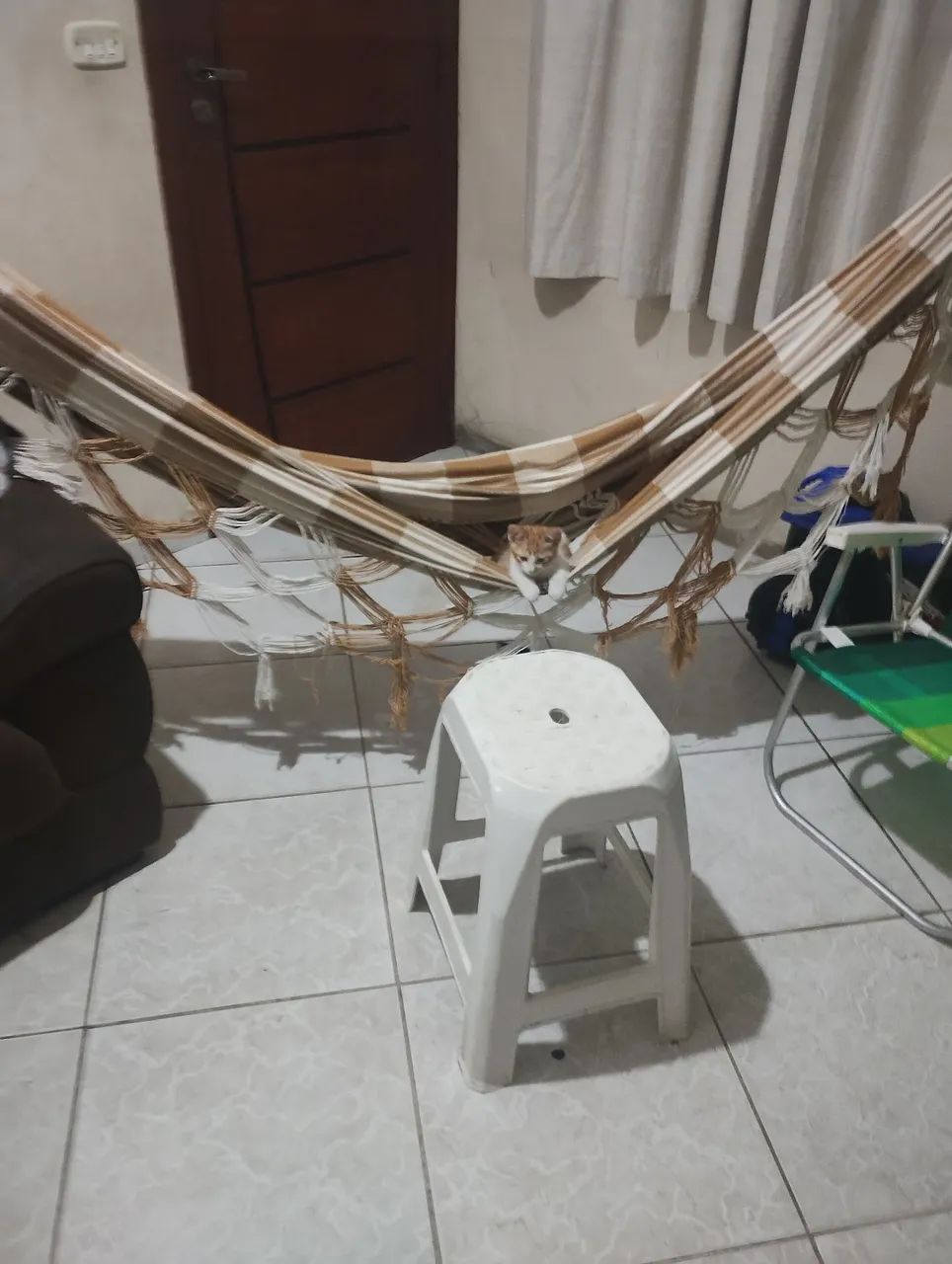 Gato que se auto declara nordestino - Foto 3