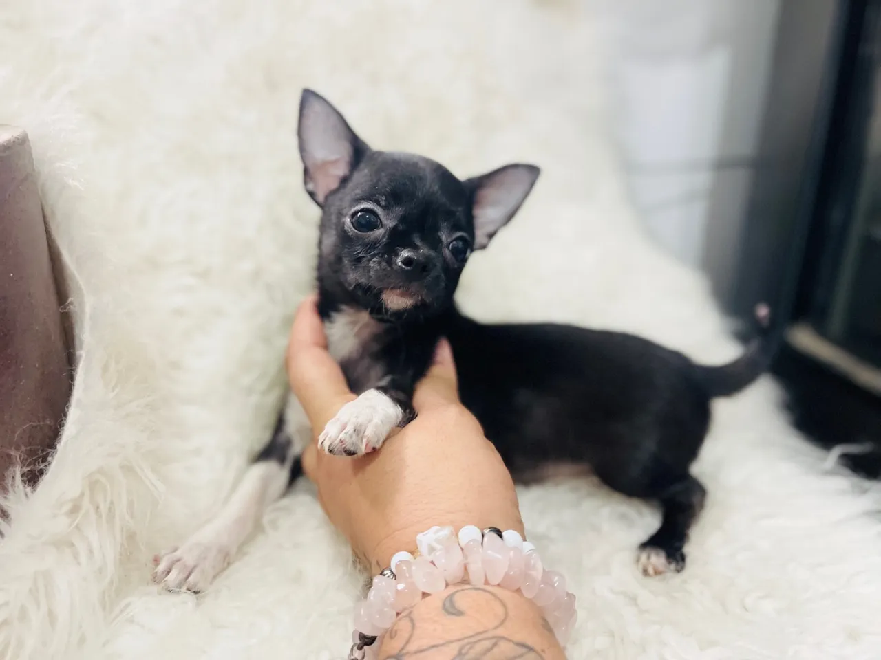 Filhote de Chihuahua Fêmea