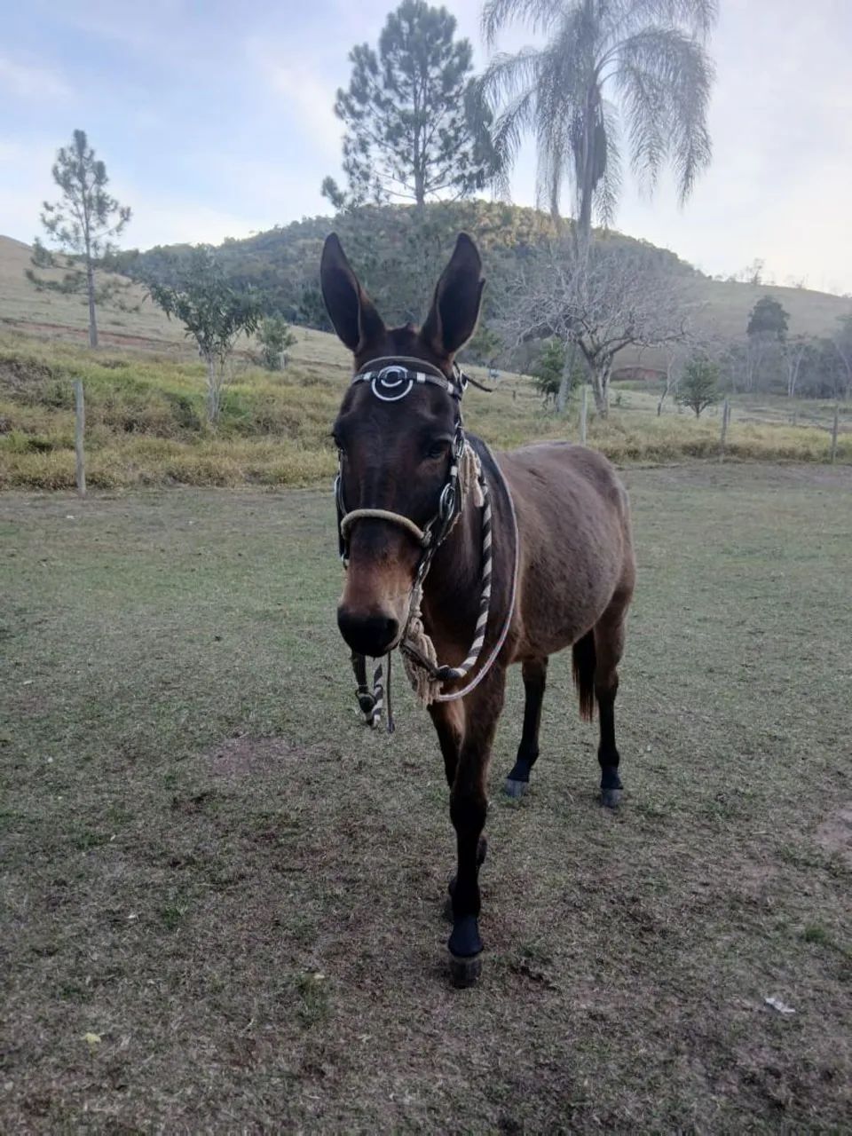 Burro a venda  - Foto 3