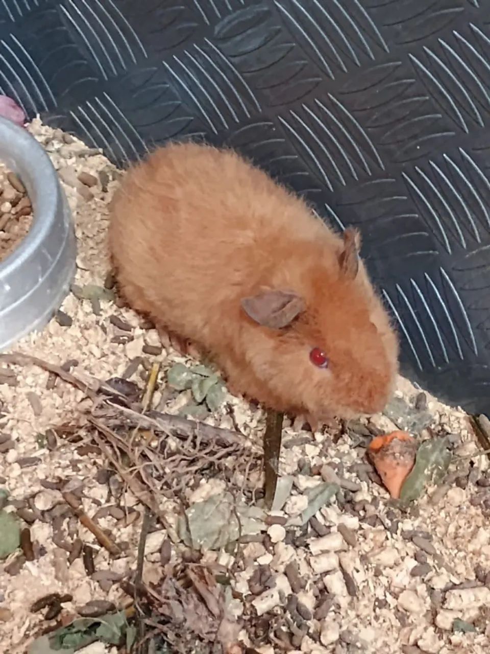 Porquinhos da índia Teddy macho  - Foto 2