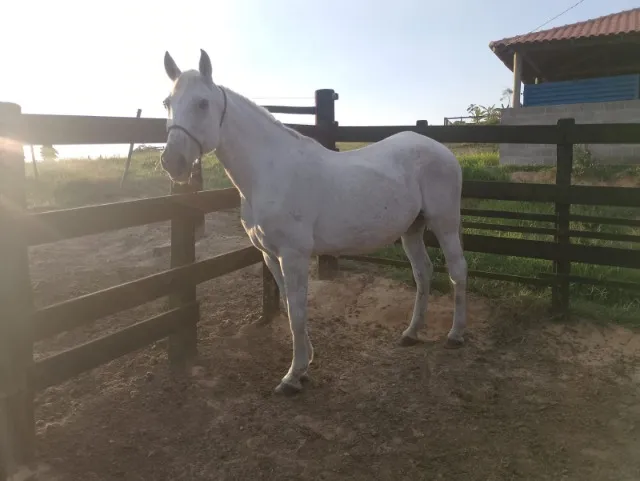 EGUA LUSITANA