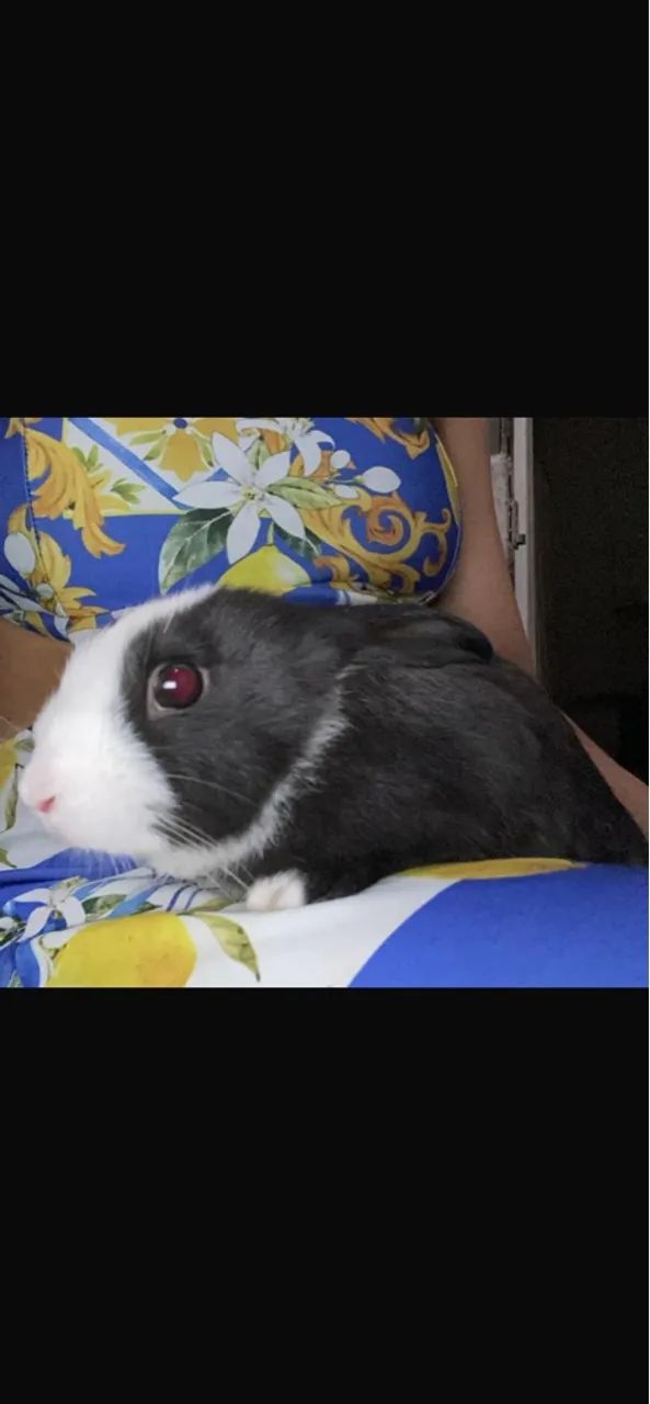 Coelhinho fofinho para adoção