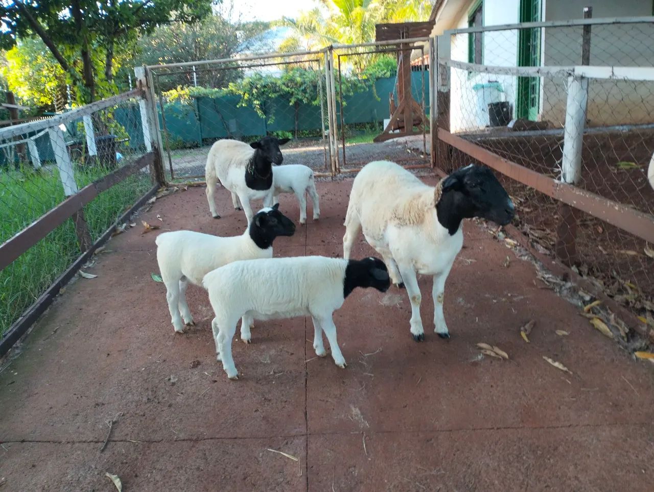 Ovelhas e  Reprodutores e Cabras 