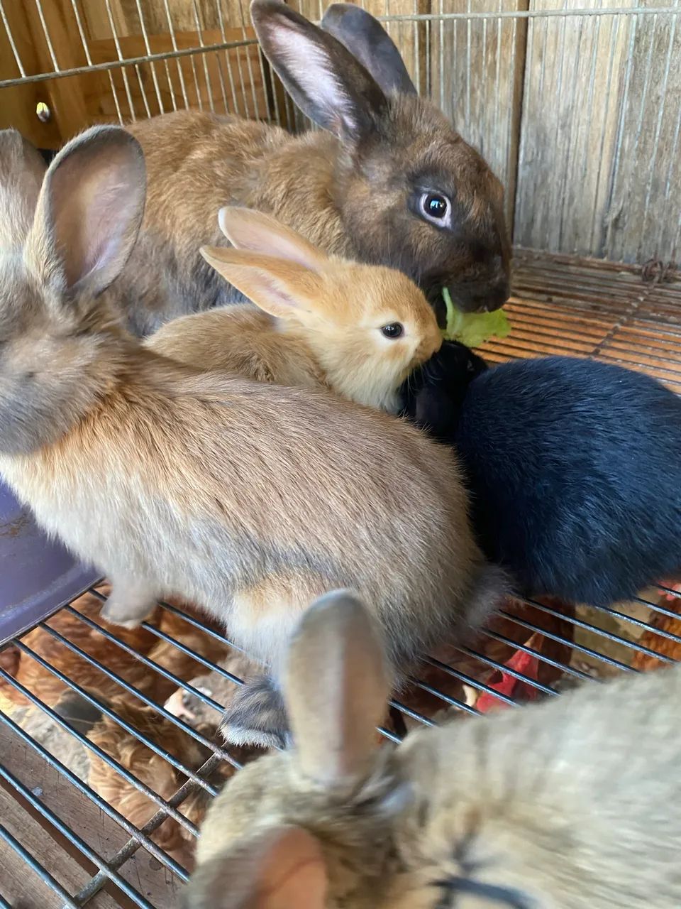 Coelho filhote - Foto 5