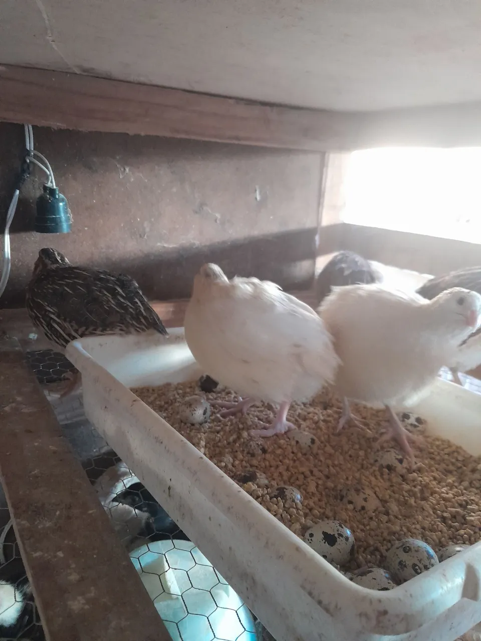 Codornas para Criação em fase de postura