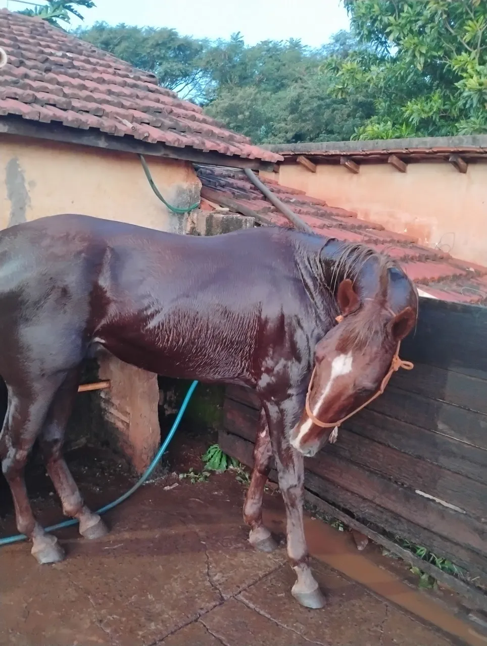 Garanhão quarto de milha