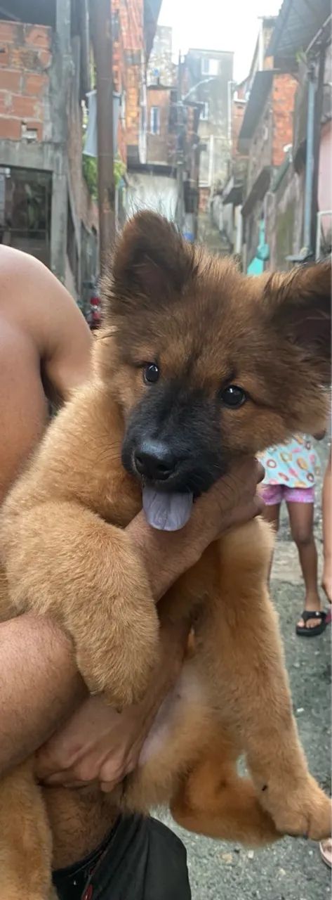 Filhote Chow-Chow - Foto 4