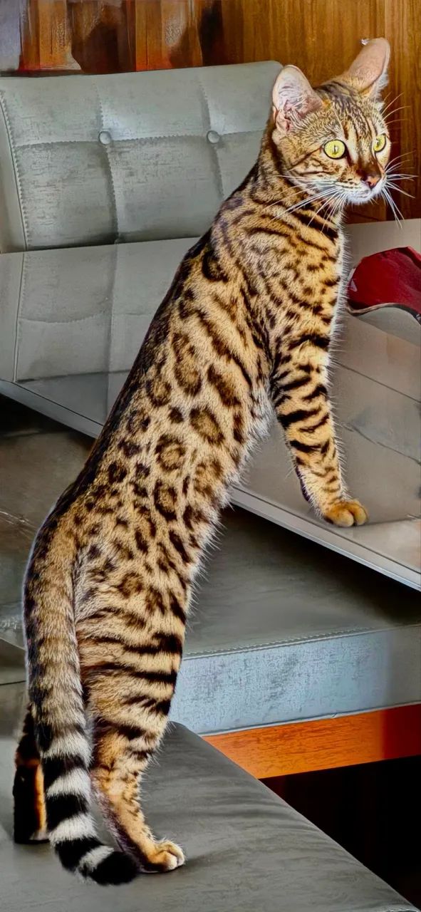 Gata bengal64684119324673120