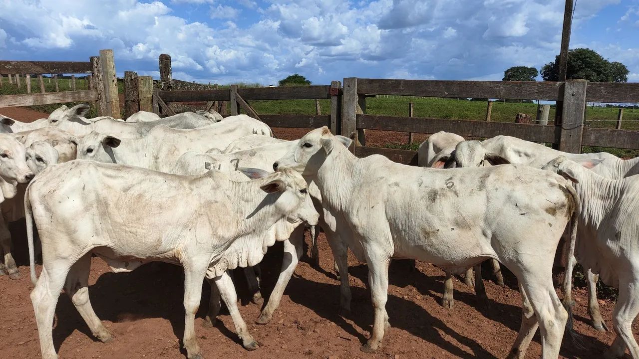 Novilhotas nelore Prontos para o Rebanho