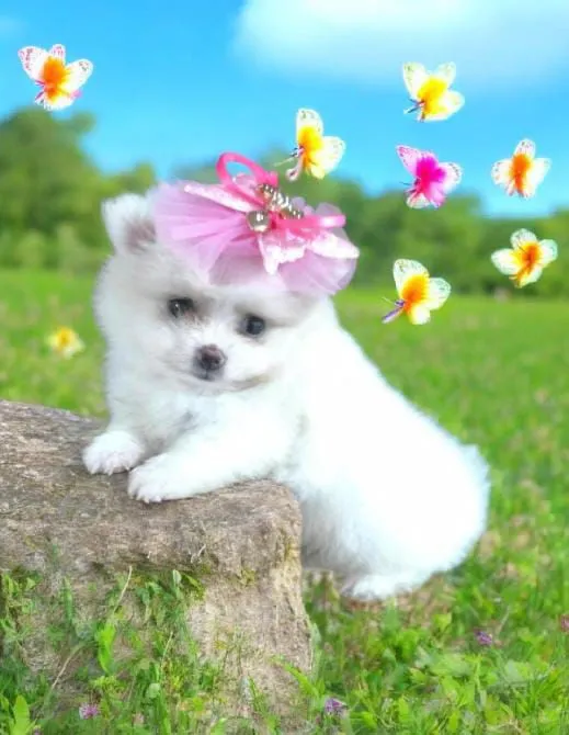 Filhote Spitz Alemão/ Lulu da Pomerânia 