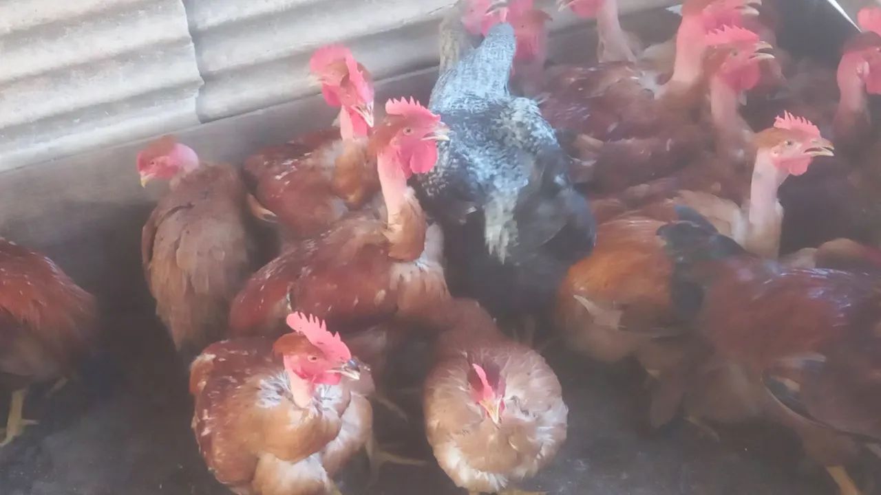 Frangos e frangas caipirão.  - Foto 4
