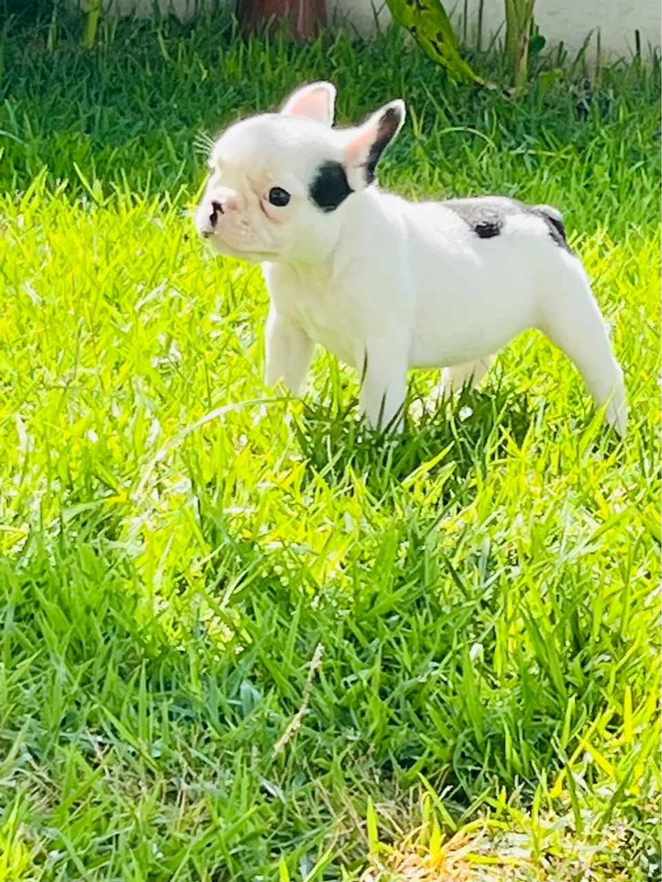 Buldogue francês fêmea