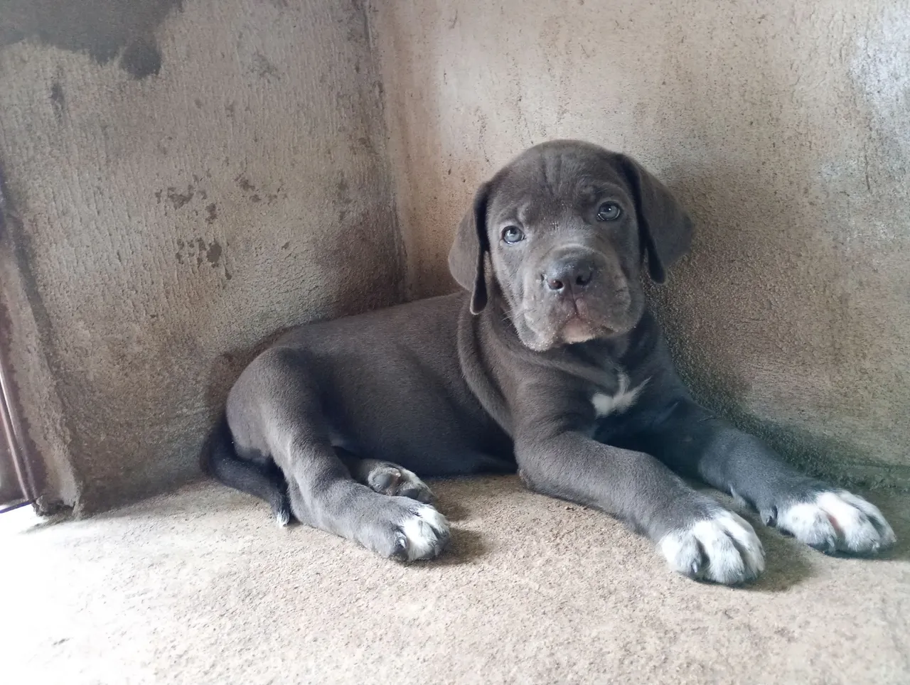Filhote de Cane Corso Cinza com Olhos Azuis
